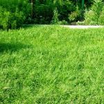 Недорогая газонная трава серии "Эконом"