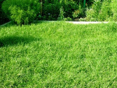 Дешевая газонная трава