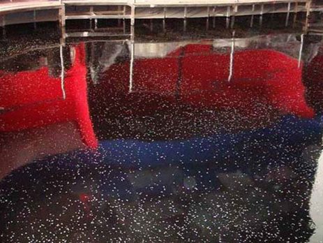 Декоративные наливные полы с блестками и чипсами